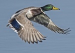 Mallard - Anas platyrhynchos.jpg