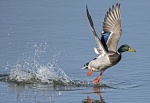 Mallard - Anas platyrhynchos.jpg