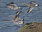 Black-tailed godwit - Limosa limosa.jpg