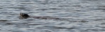 Otter