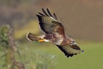 Common buzzard