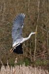 Grey heron