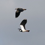 Lapwing