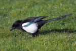 Magpie