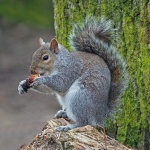 Grey squirrel