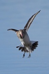 Black tailed godwit