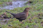 Blackbird