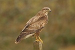 Common buzzard