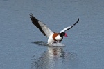 Shelduck