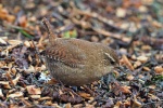 Wren