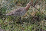 Black tailed godwit