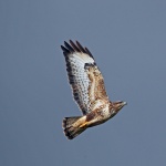 Common buzzard
