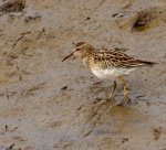 Pectoral Sandpiper