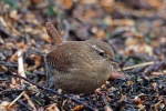 Wren