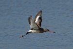 Black tailed godwit