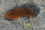 Ruby tiger moth caterpillar