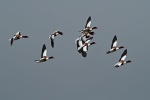 Shelduck