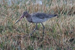 Black tailed godwit
