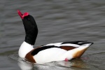 Shelduck