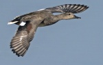 Gadwall - Anas strepera 2.jpg