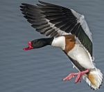 Shelduck - Tadorna tadorna.jpg