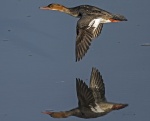 Red breasted merganser - Mergus serrator (female)2.jpg