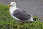 Lesser black backed gull