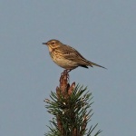 Tree pipit