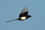 Magpie
