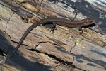 Common lizard