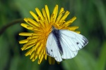 Green veined white