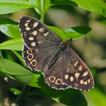 Speckled wood