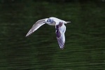 Little gull