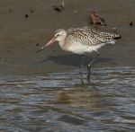 Bar-tailed Godwit.jpg