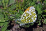 Orange tip
