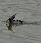 Guillemot Dive.jpg