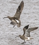 Whimbrel - Numenius phaeopus.jpg