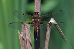 Four spot chaser