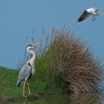 Grey heron