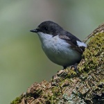 Pied flycatcher