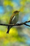 Wood warbler