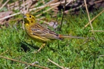 Yellowhammer