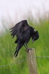 Carrion crow