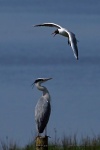 Grey heron
