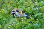 Goldfinch
