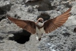 Sand martin
