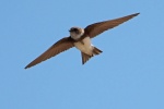 Sand martin