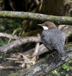 Dipper.jpg