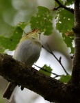 Wood Warbler.jpg