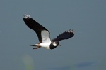 Lapwing
